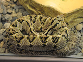 Фото Tropical rattlesnake