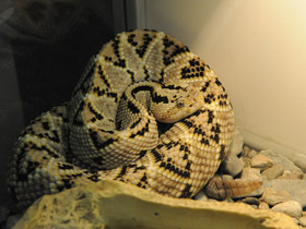 Фото Tropical rattlesnake