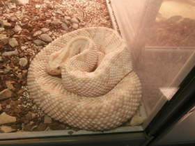 Фото Tropical rattlesnake