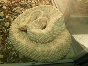 Фото Tropical rattlesnake