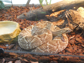 Фото Tropical rattlesnake