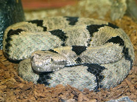 Фото Rock rattlesnake