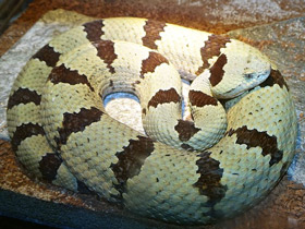 Фото Rock rattlesnake