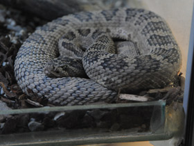 Фото Great Basin rattlesnake