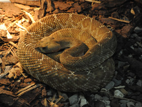 Фото Red rattlesnake