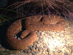 Фото Red rattlesnake