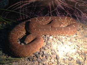 Фото Red rattlesnake
