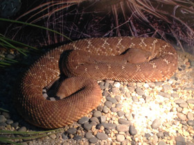 Фото Red rattlesnake