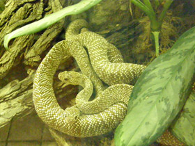 Фото Uracoan rattlesnake