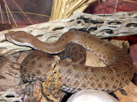 Фото Willard's rattlesnake