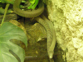 Фото Mamba negra