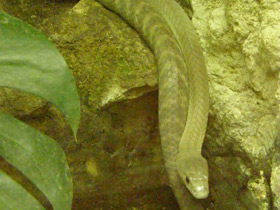 Фото Mamba negra