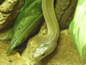 Фото Mamba negra