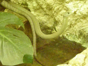 Фото Mamba negra