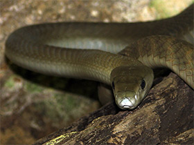 Фото Mamba negra