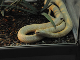 Фото Cobra de monóculo