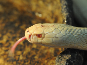 Фото Cobra de monóculo