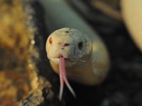 Фото Cobra de monóculo