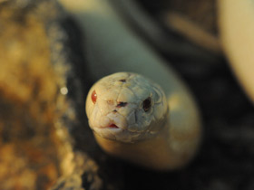 Фото Cobra de monóculo