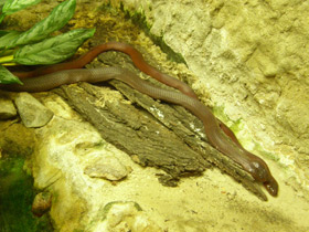 Фото Cobra de Mozambique