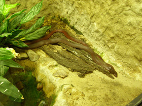 Фото Cobra de Mozambique