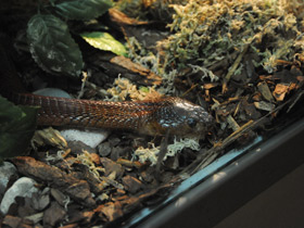 Фото Cobra escupidora roja