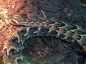 Фото Puff adder