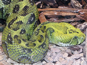 Фото Ethiopian mountain adder