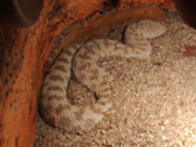 Фото Sahara sand viper