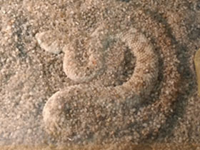 Фото Sahara sand viper