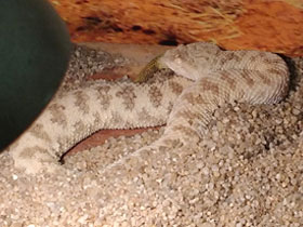 Фото Sahara sand viper