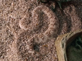 Фото Sahara sand viper