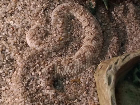 Фото Sahara sand viper