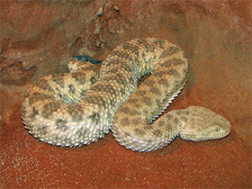 Фото Sahara sand viper