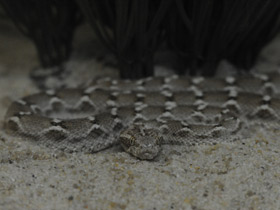 Фото Multiscale saw-scaled viper