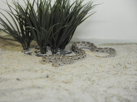 Фото Multiscale saw-scaled viper