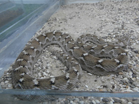 Фото Multiscale saw-scaled viper