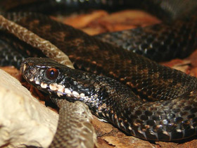 Фото Common European viper
