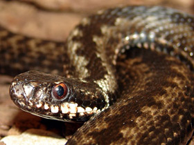 Фото Common European viper