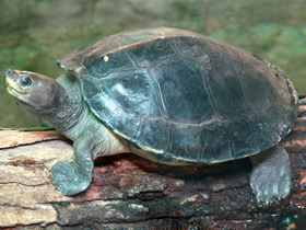 Фото Painted terrapin