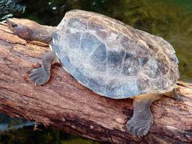 Фото Painted terrapin
