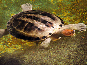 Фото Painted terrapin