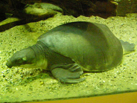 Фото Pig-nosed turtle