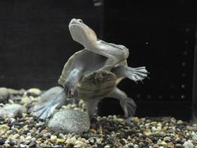 Фото Eastern long-necked turtle