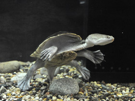 Фото Eastern long-necked turtle