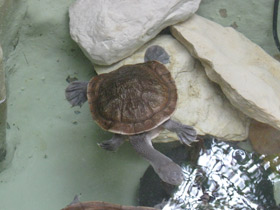 Фото Roti Island snake-necked turtle