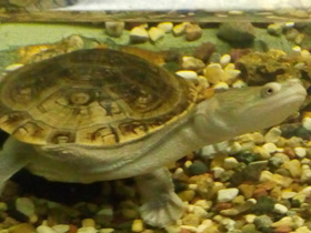 Фото Siebenrock's side-necked turtle