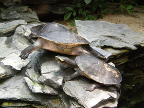 Фото Red-faced turtle