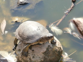 Фото European pond turtle