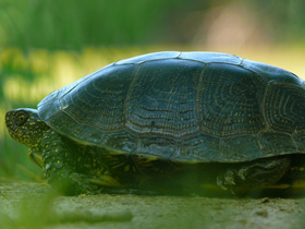 Фото European pond turtle